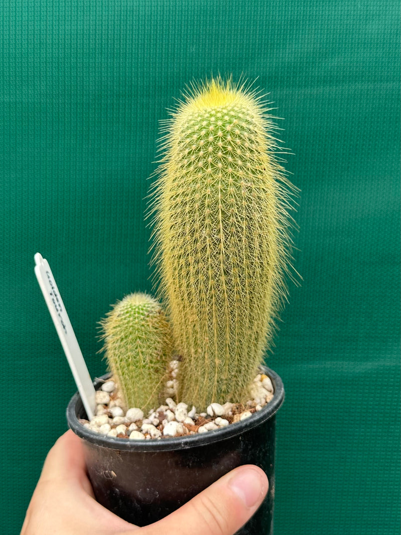 Echinopsis ‘Golden Torch’ NEW