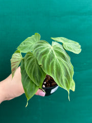 Philodendron Verrucosum