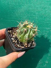 Ferocactus herrerae