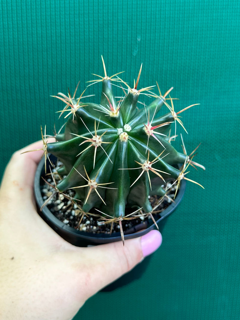 Ferocactus herrerae