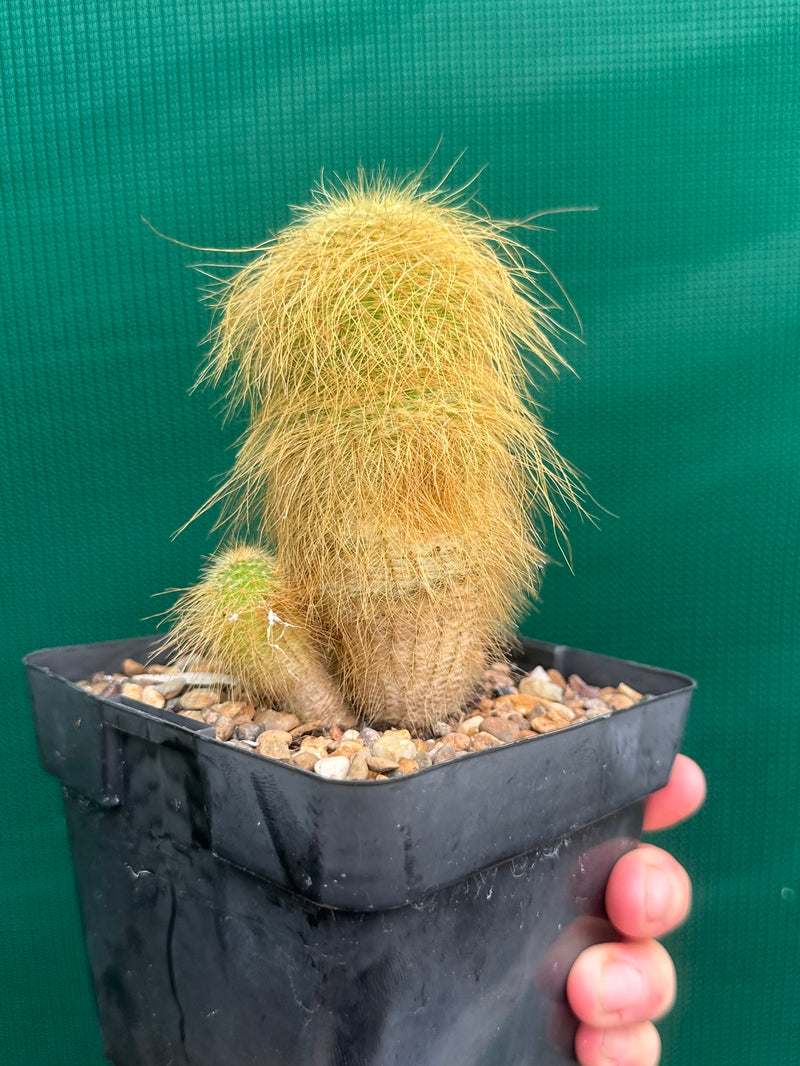 Parodia leninghausii NEW