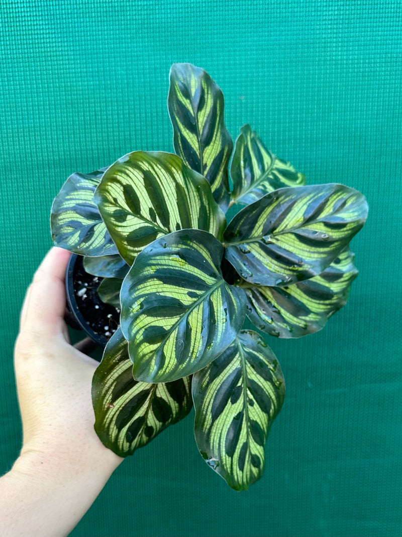 Calathea ‘Makoyana’