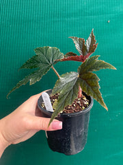 Begonia ‘Ritas Reward’