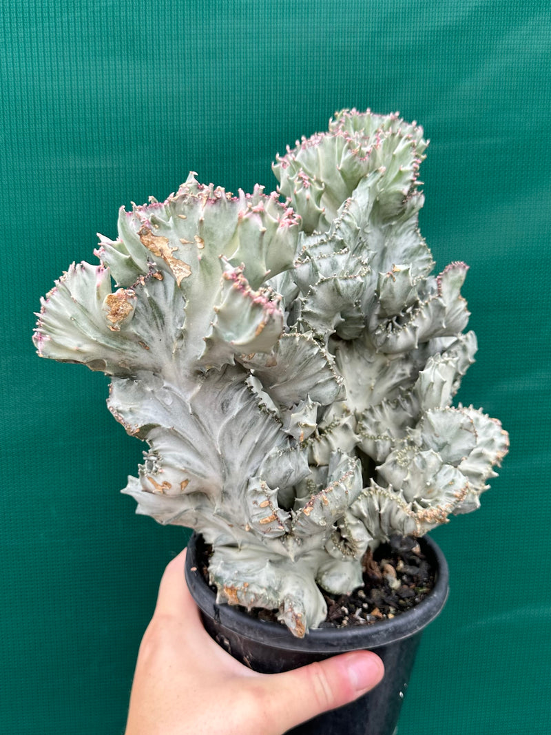 Euphorbia Lactea f. cristata Variegata