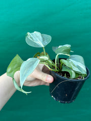 Philodendron hederaceum 'Rio'