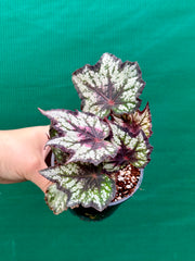 Begonia ‘Night Owl’ NEW