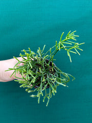 Rhipsalis Teres f. Prismatica NEW