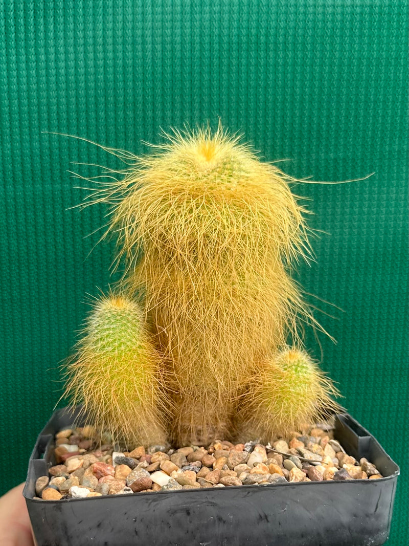 Parodia leninghausii NEW