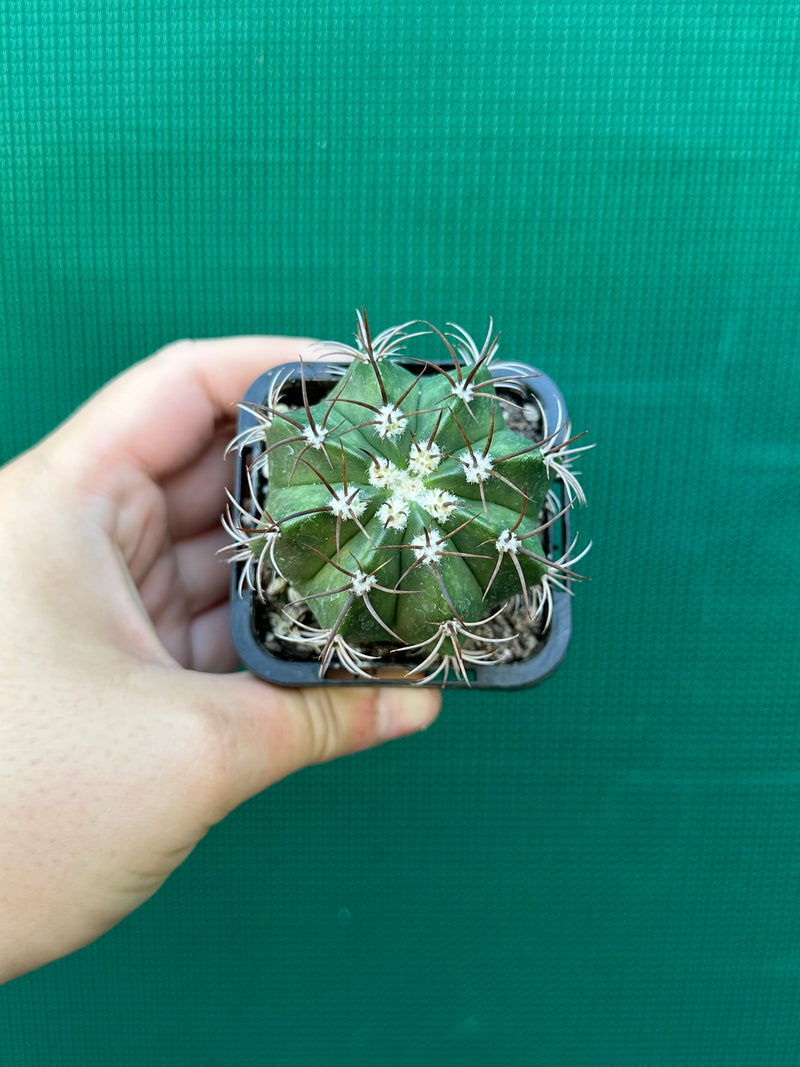 Melocactus matanzanus NEW