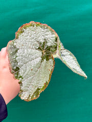 Begonia ‘Old Blue’