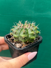 Glymnocalycium