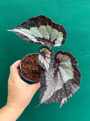 Begonia ‘Vienetta’ NEW