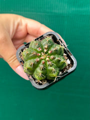 Glymnocalycium