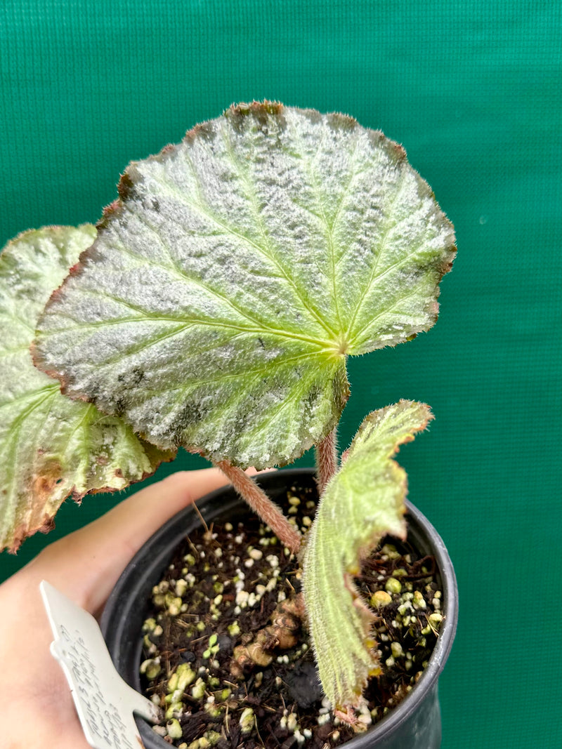 Begonia ‘Blanche’