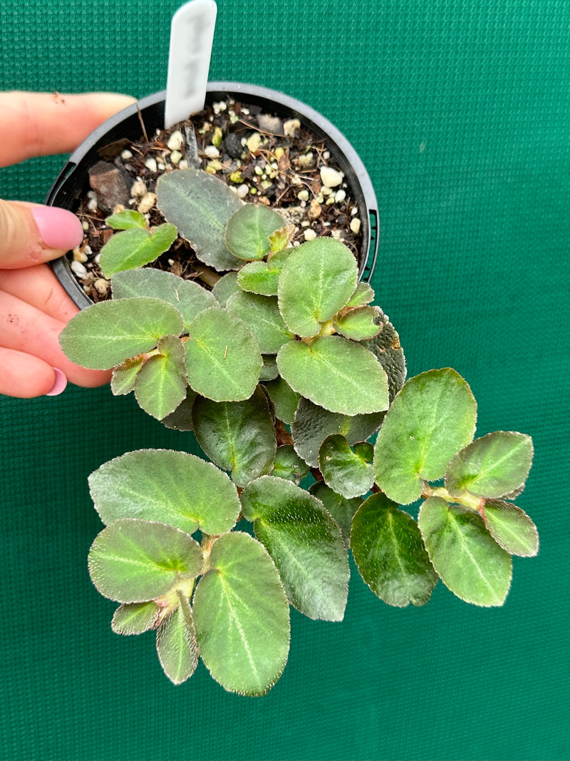 Begonia thelmae (species)