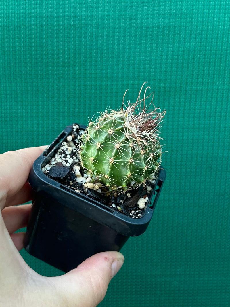 Thelocactus setaspinus