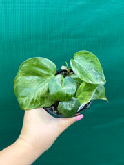 Philodendron Heart-leaf Variegated