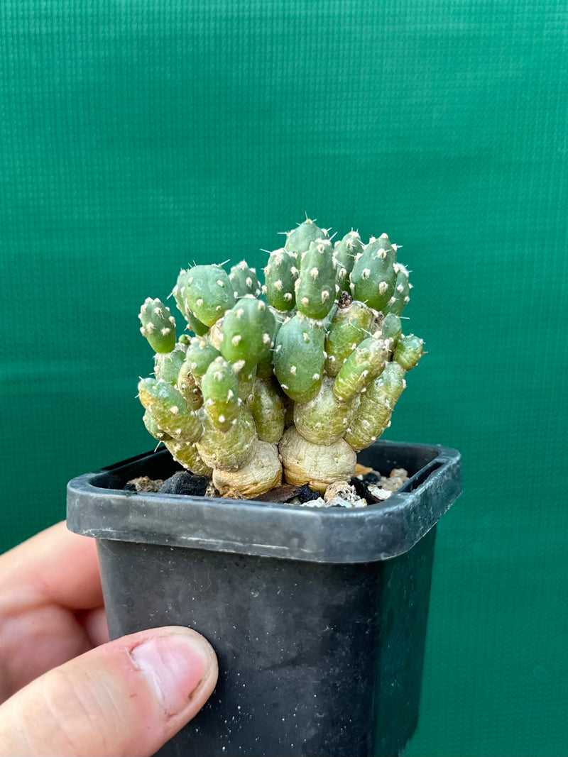 Matucana Polzii