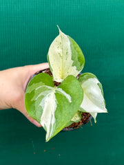 Epipremnum Aureum ‘Manjula