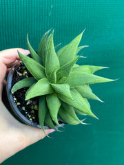 Haworthia Hybrid CV ‘Sandpaper’