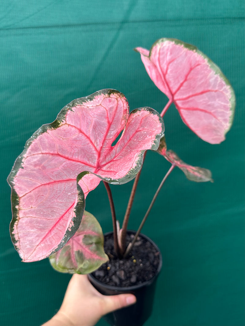 Caladium NOID (03) NEW