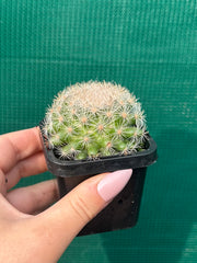 Mammillaria candida