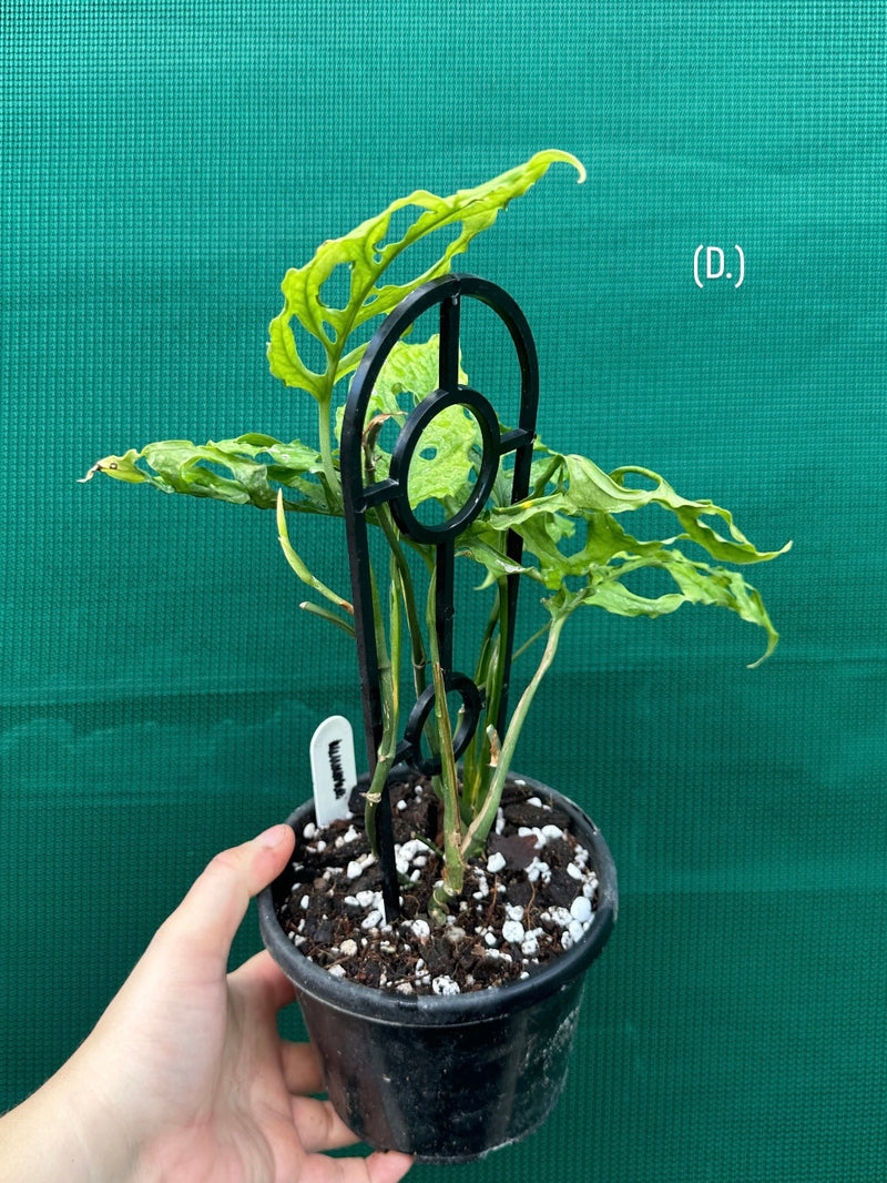 Monstera obliqua (Peru Form) NEW