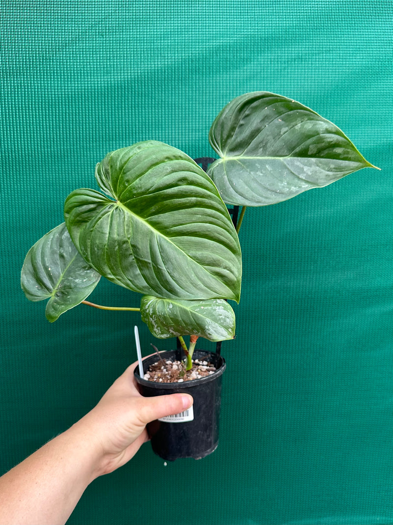 Philodendron 'Majestic' (Verrucosum x Sodiroi)