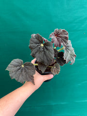 Begonia ‘Velvet’