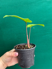 Syngonium 'Macrophyllum'