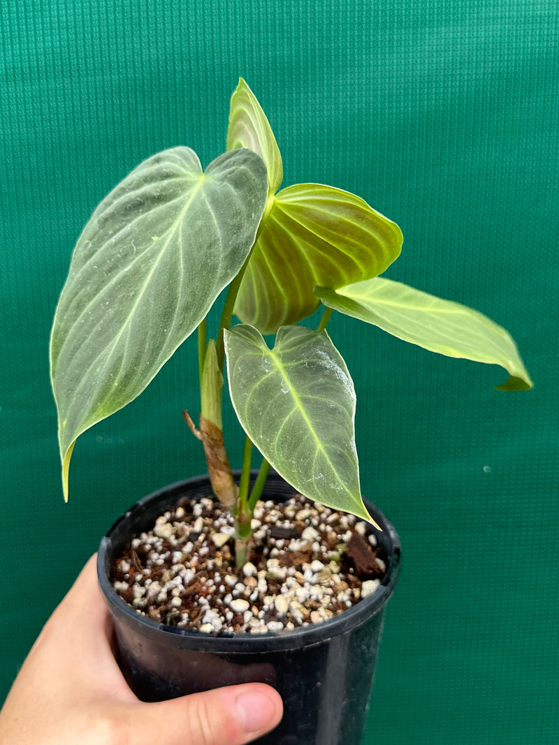 Philodendron ‘Splendid’ (Melanochrysum x Verrucosum) (NOT TC)