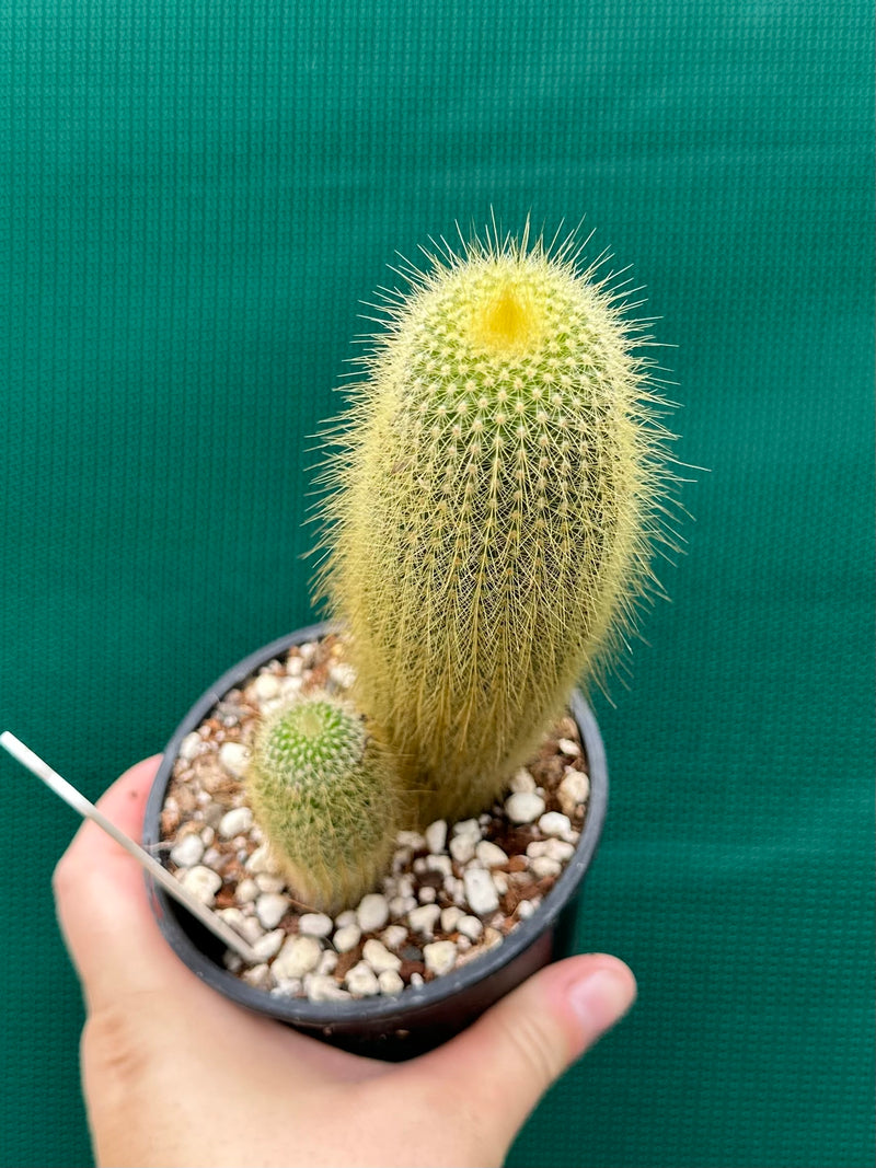 Echinopsis ‘Golden Torch’ NEW