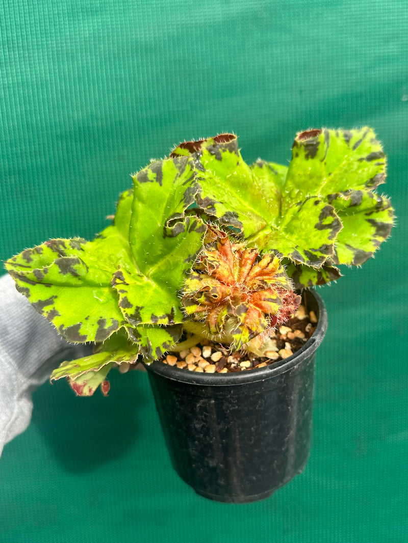 Begonia ‘Russet Queen’