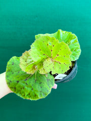 Begonia ‘Wild Oats’