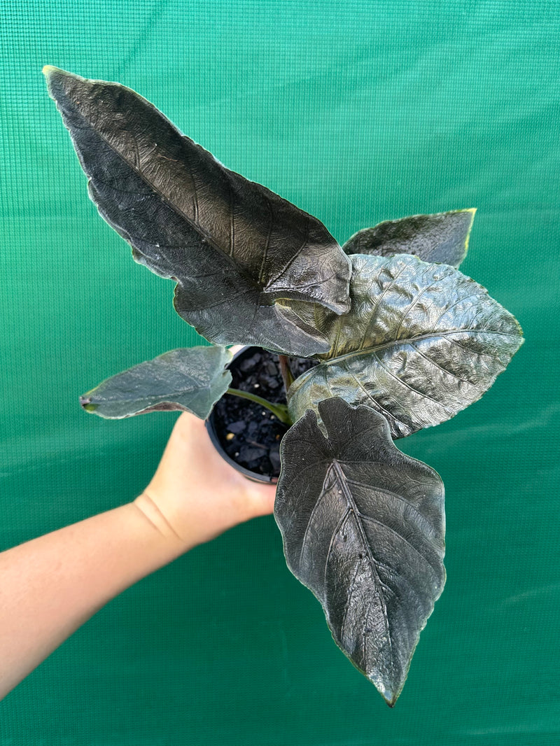 Alocasia ‘Antoro Velvet’