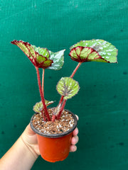 Begonia NOID 40 NEW