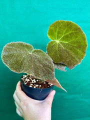 begonia aff. masoniana NEW