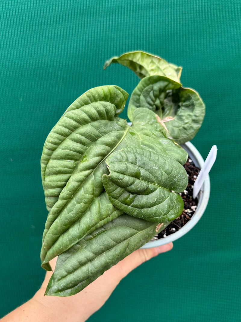 Anthurium ‘Radicans’