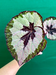 Begonia ‘Lively Ladd’