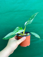 Philodendron ‘White Princess’