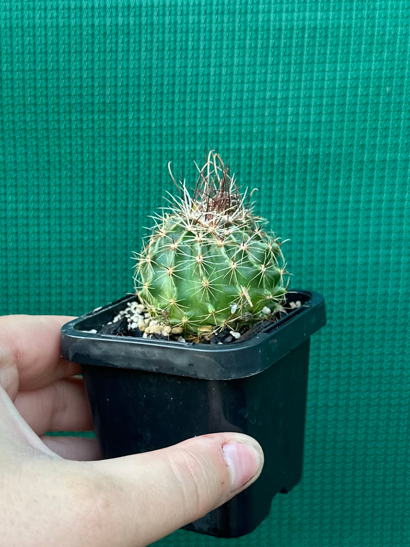 Thelocactus setaspinus