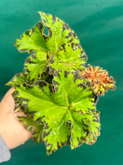 Begonia ‘Russet Queen’