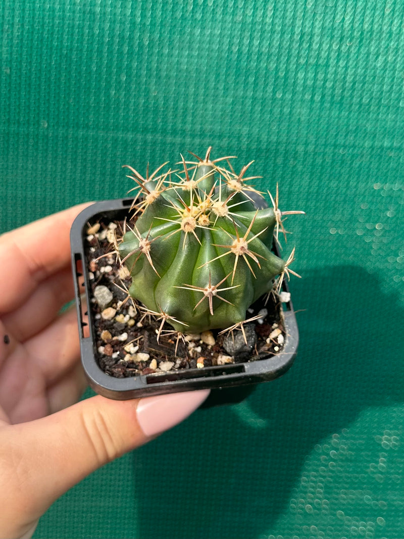 Ferocactus herrerae