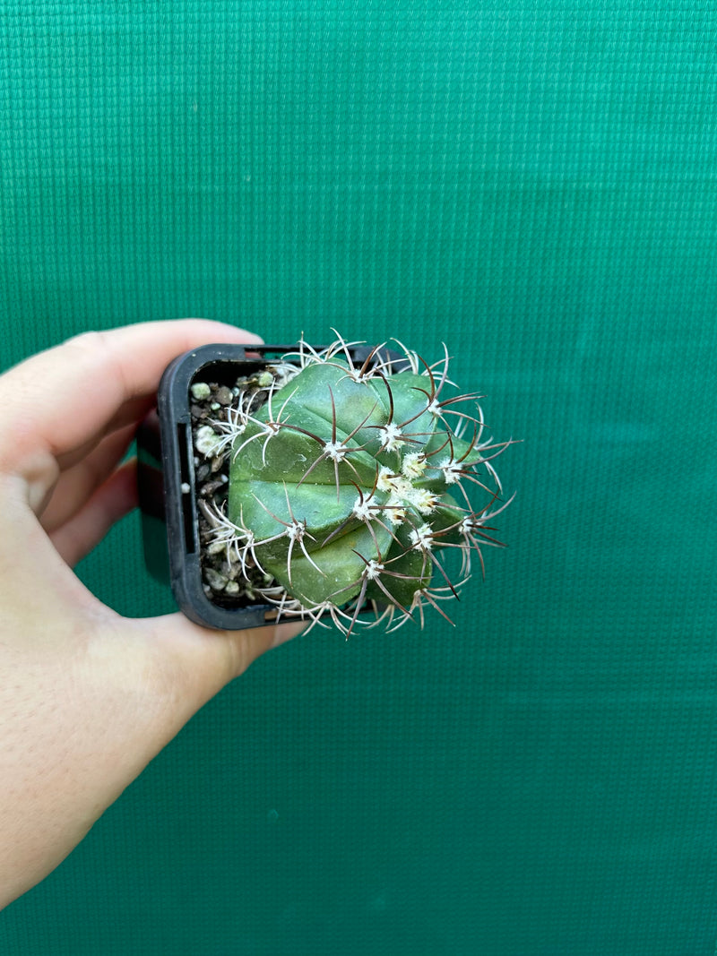 Melocactus matanzanus NEW