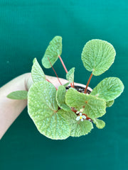 Begonia crispula