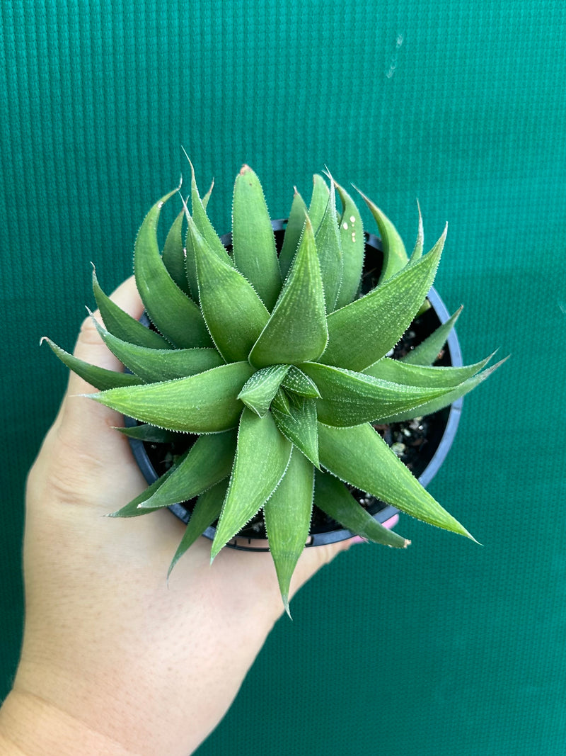 Haworthia Hybrid CV ‘Sandpaper’