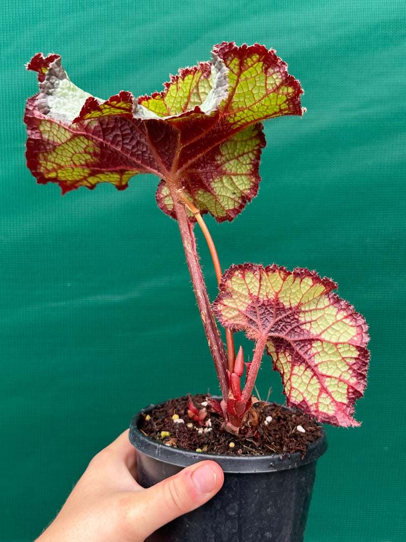 Begonia NOID 60 NEW