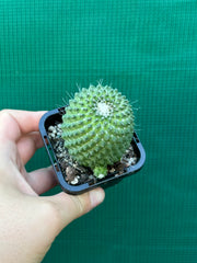 Mammillaria Pico compacta