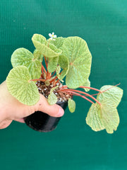 Begonia crispula