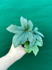 Begonia ‘Pollux’